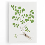 Realism Art Prints - Southern Maidenhair Fern by Edward Lowe Botanical Art