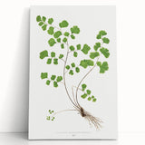 Realism Art Prints - Southern Maidenhair Fern by Edward Lowe Botanical Art