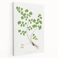 Realism Art Prints - Southern Maidenhair Fern by Edward Lowe Botanical Art