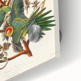 Carolina Parrot by Audubon - Romanticism Wildlife Art Print