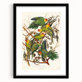 Carolina Parrot by Audubon - Romanticism Wildlife Art Print