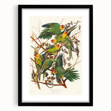 Carolina Parrot by Audubon - Romanticism Wildlife Art Print
