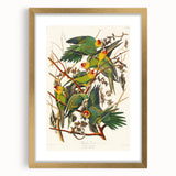 Carolina Parrot by Audubon - Romanticism Wildlife Art Print