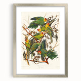 Carolina Parrot by Audubon - Romanticism Wildlife Art Print