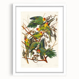 Carolina Parrot by Audubon - Romanticism Wildlife Art Print