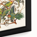 Carolina Parrot by Audubon - Romanticism Wildlife Art Print