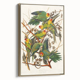 Carolina Parrot by Audubon - Romanticism Wildlife Art Print