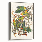 Carolina Parrot by Audubon - Romanticism Wildlife Art Print