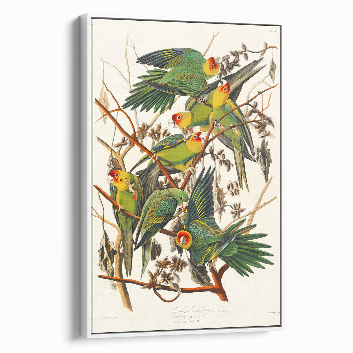 Carolina Parrot by Audubon - Romanticism Wildlife Art Print