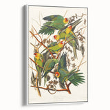Carolina Parrot by Audubon - Romanticism Wildlife Art Print