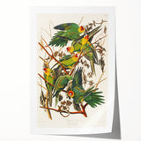 Carolina Parrot by Audubon - Romanticism Wildlife Art Print