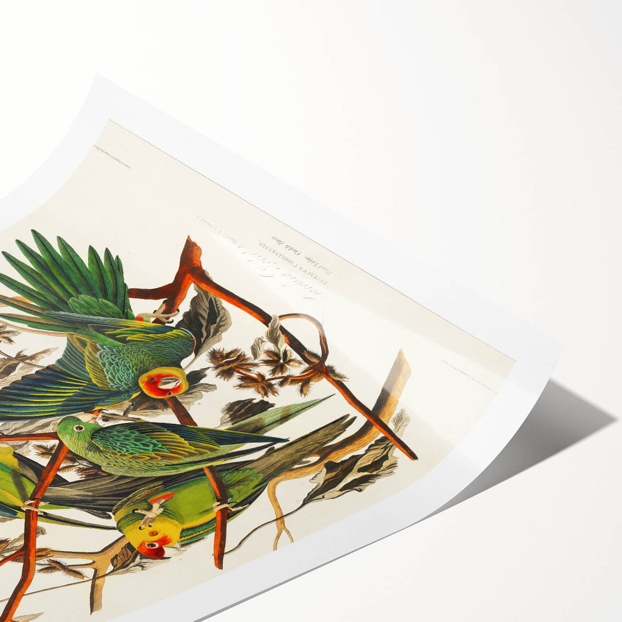 Carolina Parrot by Audubon - Romanticism Wildlife Art Print