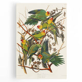 Carolina Parrot by Audubon - Romanticism Wildlife Art Print