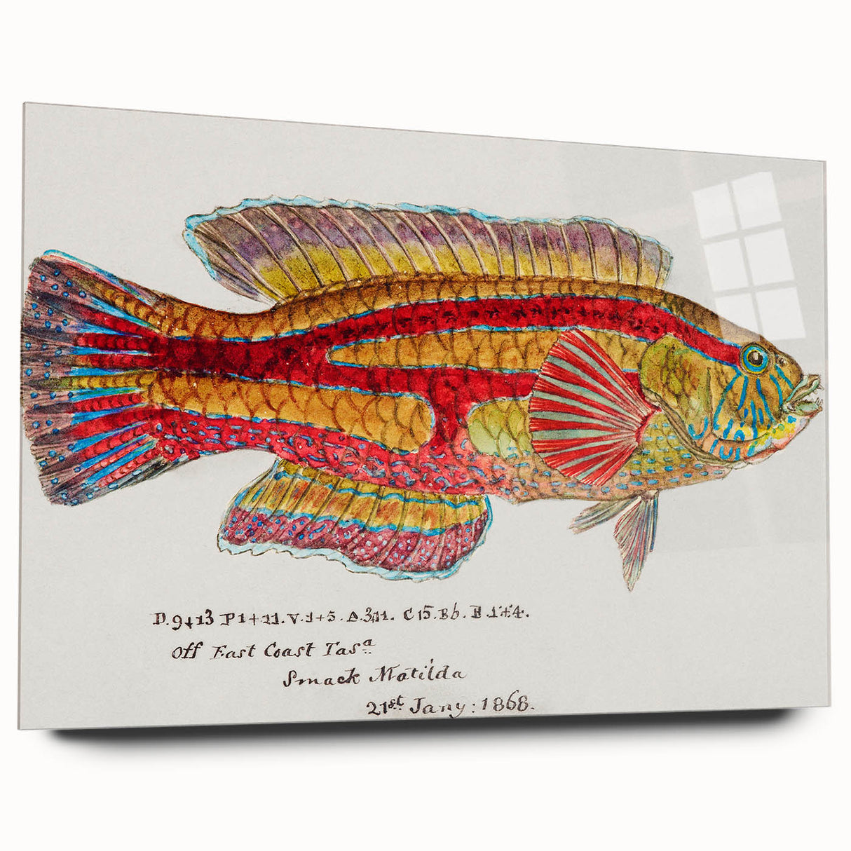 Realism Art Prints - Antique Fish Illustration by Fe. Clarke Vibrant Marine Art