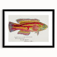 Realism Art Prints - Antique Fish Illustration by Fe. Clarke Vibrant Marine Art