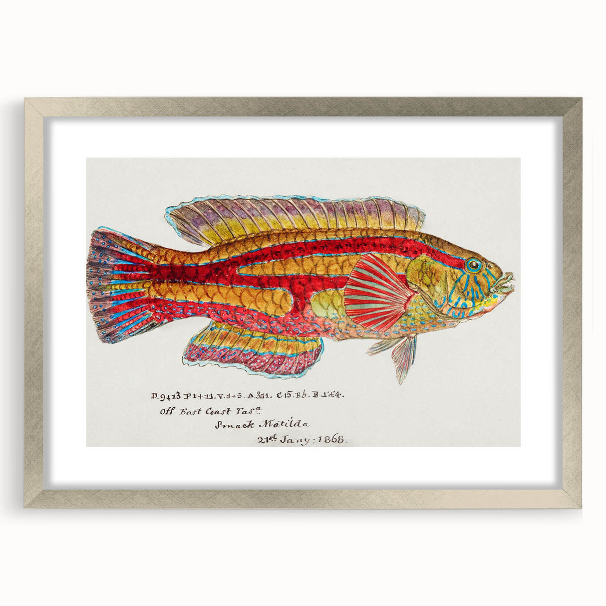 Realism Art Prints - Antique Fish Illustration by Fe. Clarke Vibrant Marine Art