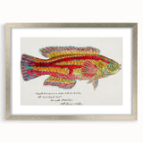 Realism Art Prints - Antique Fish Illustration by Fe. Clarke Vibrant Marine Art