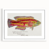 Realism Art Prints - Antique Fish Illustration by Fe. Clarke Vibrant Marine Art
