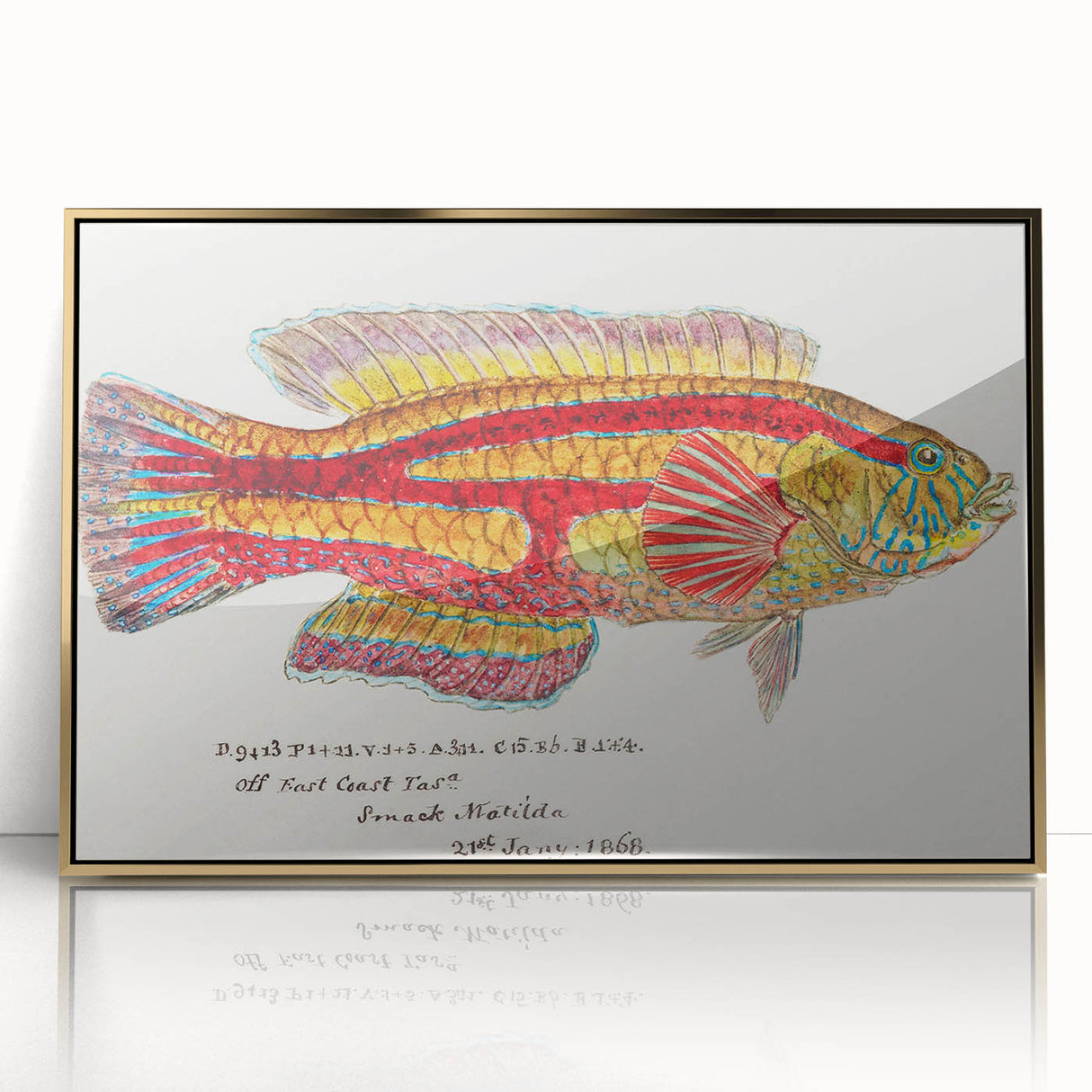 Realism Art Prints - Antique Fish Illustration by Fe. Clarke Vibrant Marine Art