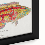 Realism Art Prints - Antique Fish Illustration by Fe. Clarke Vibrant Marine Art