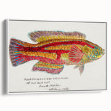 Realism Art Prints - Antique Fish Illustration by Fe. Clarke Vibrant Marine Art