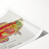 Realism Art Prints - Antique Fish Illustration by Fe. Clarke Vibrant Marine Art