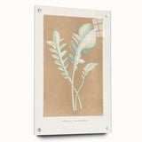 Classic Romantic Paintings: Centaurea Candidissima - Botanical Art Print