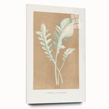 Classic Romantic Paintings: Centaurea Candidissima - Botanical Art Print