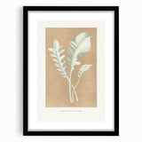 Classic Romantic Paintings: Centaurea Candidissima - Botanical Art Print
