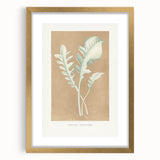 Classic Romantic Paintings: Centaurea Candidissima - Botanical Art Print