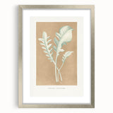 Classic Romantic Paintings: Centaurea Candidissima - Botanical Art Print