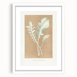 Classic Romantic Paintings: Centaurea Candidissima - Botanical Art Print