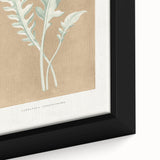 Classic Romantic Paintings: Centaurea Candidissima - Botanical Art Print