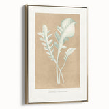 Classic Romantic Paintings: Centaurea Candidissima - Botanical Art Print