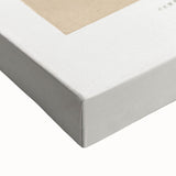 Classic Romantic Paintings: Centaurea Candidissima - Botanical Art Print