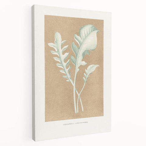 Classic Romantic Paintings: Centaurea Candidissima - Botanical Art Print