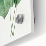 Neoclassical Art Print: Dombeya Amelia by Redouté - Botanical Wall Art