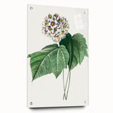 Neoclassical Art Print: Dombeya Amelia by Redouté - Botanical Wall Art