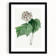 Neoclassical Art Print: Dombeya Amelia by Redouté - Botanical Wall Art