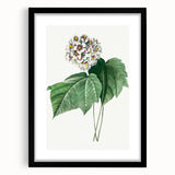 Neoclassical Art Print: Dombeya Amelia by Redouté - Botanical Wall Art