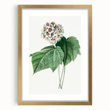 Neoclassical Art Print: Dombeya Amelia by Redouté - Botanical Wall Art