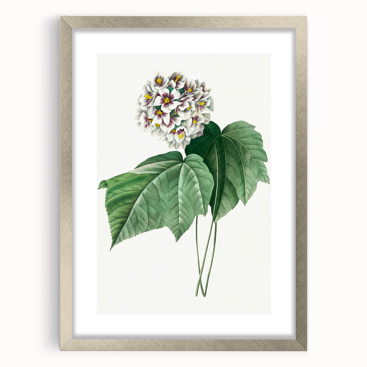 Neoclassical Art Print: Dombeya Amelia by Redouté - Botanical Wall Art