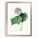 Neoclassical Art Print: Dombeya Amelia by Redouté - Botanical Wall Art