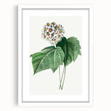 Neoclassical Art Print: Dombeya Amelia by Redouté - Botanical Wall Art