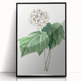 Neoclassical Art Print: Dombeya Amelia by Redouté - Botanical Wall Art