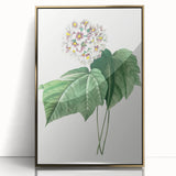 Neoclassical Art Print: Dombeya Amelia by Redouté - Botanical Wall Art