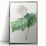 Neoclassical Art Print: Dombeya Amelia by Redouté - Botanical Wall Art