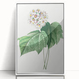 Neoclassical Art Print: Dombeya Amelia by Redouté - Botanical Wall Art