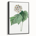 Neoclassical Art Print: Dombeya Amelia by Redouté - Botanical Wall Art