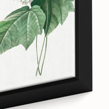 Neoclassical Art Print: Dombeya Amelia by Redouté - Botanical Wall Art